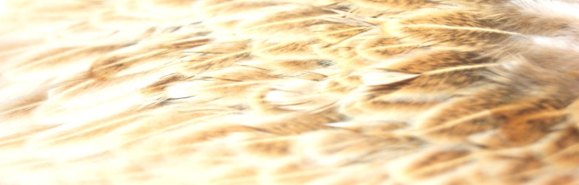 softhackles.com – Header Image