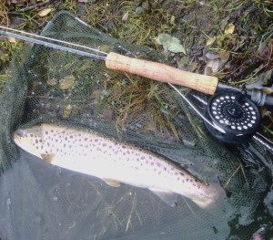 42cm Trout (1)