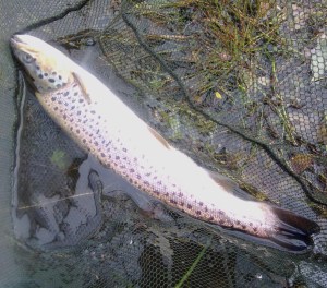 42cm Trout (2)