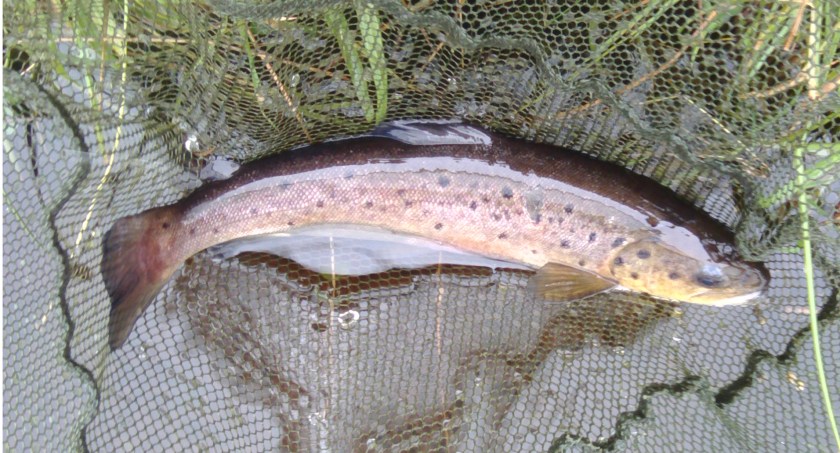 softhackles.blog – Trout1